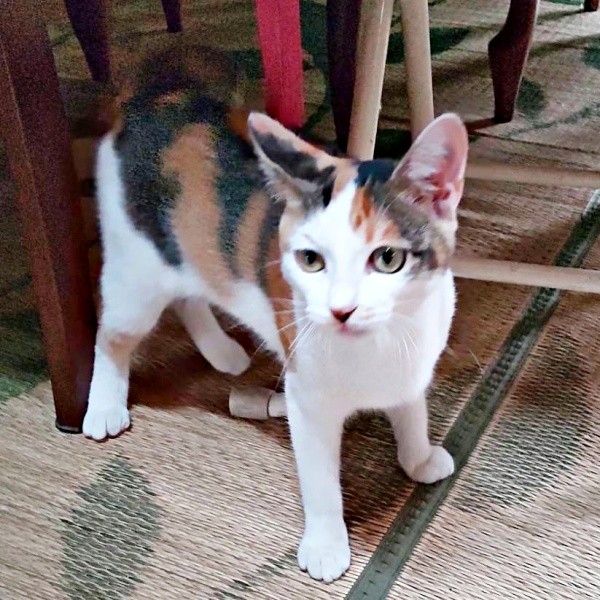 生後推定3カ月、飼い主さんに送られてきた桜ちゃんの写真（画像提供：恵美子with三毛猫桜 時々旦那さん）