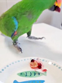 「これだな」 アメリカンチェリーをくわえて立ち去るオオハナさん（画像提供：ゴンさん）