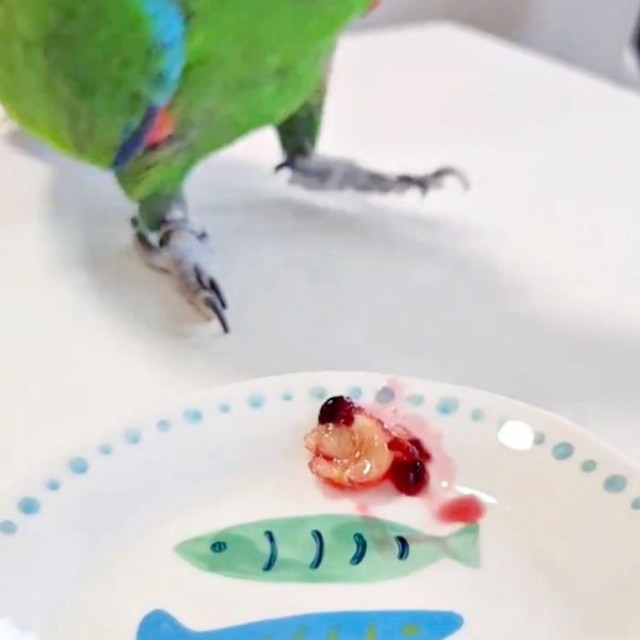 「これだな」 アメリカンチェリーをくわえて立ち去るオオハナさん（画像提供：ゴンさん）