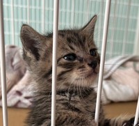 ケージの柵につかまる「あめ」くん（写真提供：株式会社若草プラス）※画像はトリミングしています