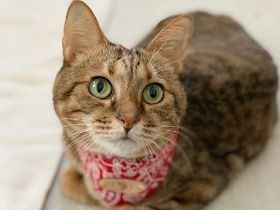 多くの人に支えられ、強く生きた2本足の猫　飼い主の新しい夢