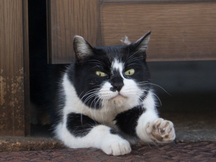 通り抜け、できる？（沖昌之 / 辰巳出版）