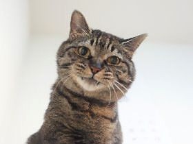 「子どもが産まれるのに、猫がいて大丈夫？」なんて聞かないで