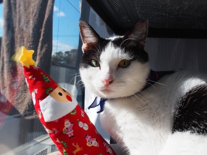 おみやげにもらったサンタ人形と