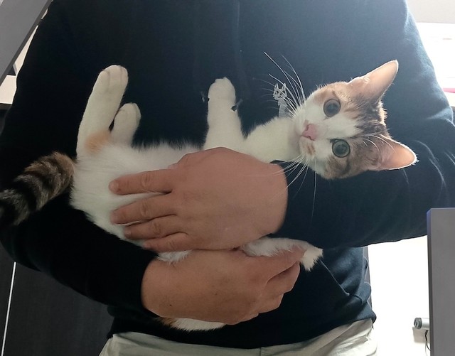 「育毛薬飲まなくても猫のゴロゴロを聞いてると髪増えるのかもやで」という衝撃の投稿が話題（画像提供：セルゥゥゥゥァァァァァさん）