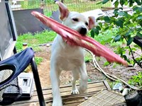 何もかも興味津々！ 子犬らしいやんちゃぶりを発揮する、るうちゃん（画像提供：がう2さん）
