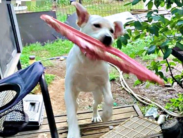 何もかも興味津々！ 子犬らしいやんちゃぶりを発揮する、るうちゃん（画像提供：がう2さん）