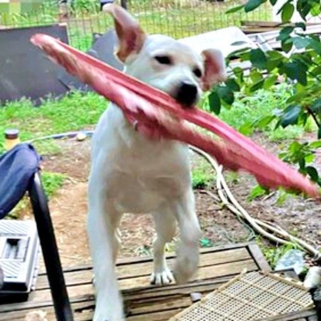 何もかも興味津々！ 子犬らしいやんちゃぶりを発揮する、るうちゃん（画像提供：がう2さん）