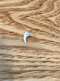 猫飼いの家にはこんな爪が落ちているんです…（山本さほさん提供）