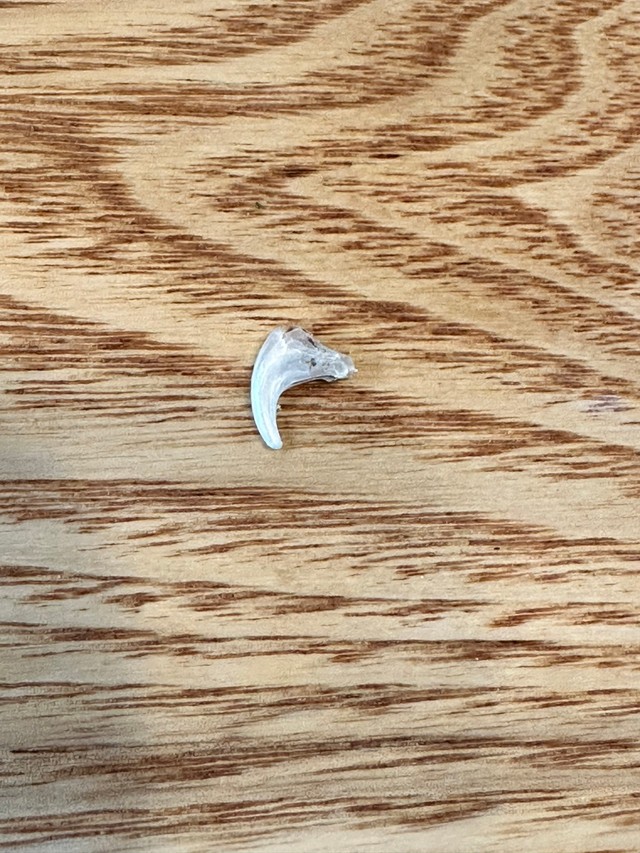 猫飼いの家にはこんな爪が落ちているんです…（山本さほさん提供）
