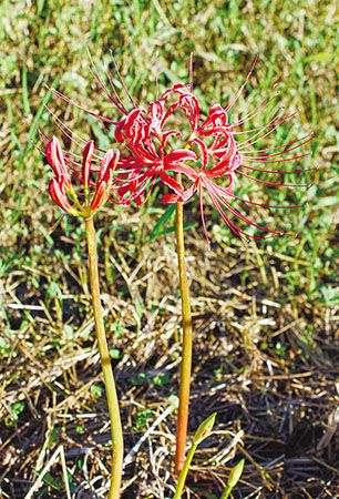新美南吉 「ごんぎつね」の悲しい終わり方で描きたかったこととは