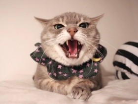 野良猫を保護して４年、近づくといまだに威嚇　でも拒絶ではないと家族は気づいていた