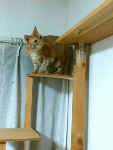 「これいいわ、パパ、グッドジョブ！」