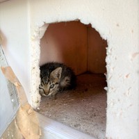 猫マンションに隠れるてんてんくん。目にキトゥンブルーが残っています