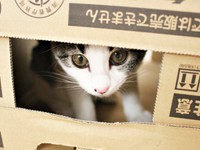 箱の穴から外をのぞくしおちゃん（画像提供：猫のしお むすび 飼い主はろでさん）