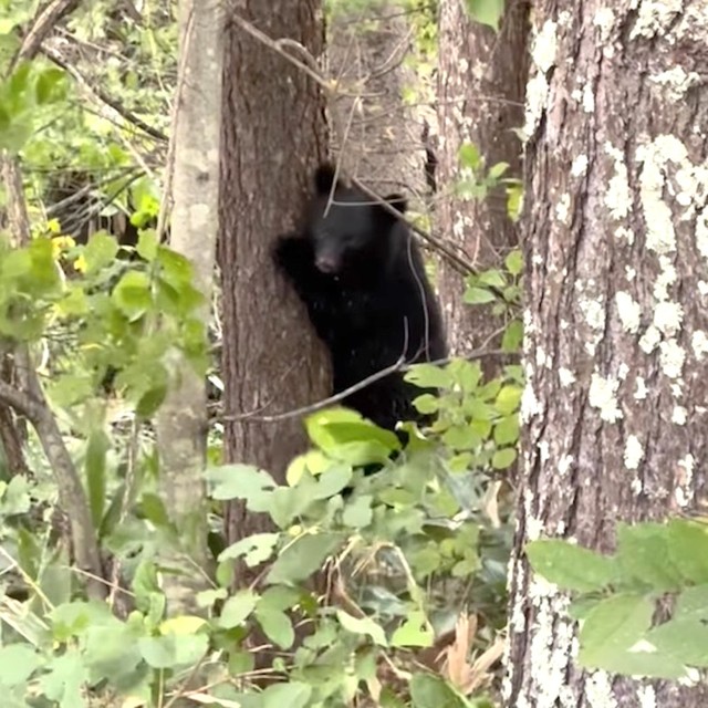 聞き慣れない「声」の主は……ツキノワグマの子熊！こちらをしっかり確認しているのがわかる（動画からキャプチャー／提供：投稿者さん）