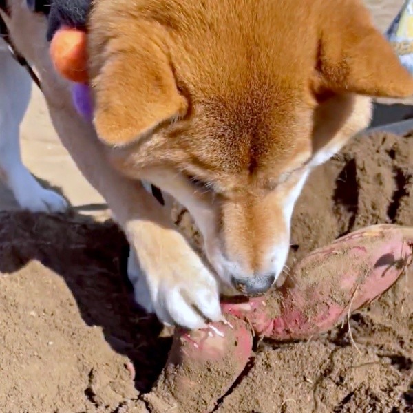 さつまいも掘りを楽しむおだしくん（画像提供：柴犬おだしさん）