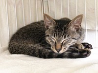 お迎え時、生後推定5、6カ月だった蓮くん（画像提供：うにねこさん）