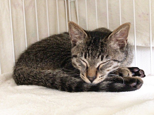 お迎え時、生後推定5、6カ月だった蓮くん（画像提供：うにねこさん）