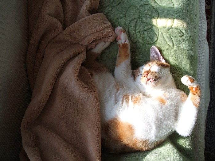 両ちゃんはとにかく最強に面白い猫