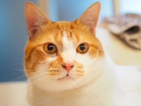 あまりのペットロスのひどさに、先代猫が引き合わせてくれた？ 茶白MIX「レオン」