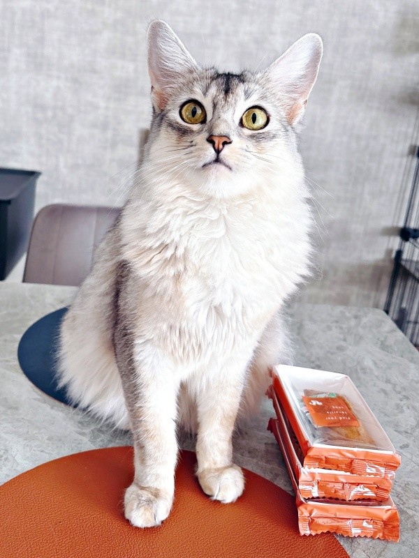 「まさかひとりで食べないよね？」 飼い主さんのおやつの横でアピールするそばちゃん（画像提供：そばちゃん）
