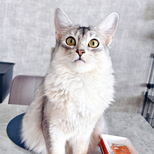 「まさかひとりで食べないよね？」 飼い主さんのおやつの横でアピールするそばちゃん（画像提供：そばちゃん）