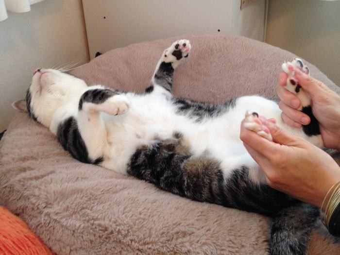 友人の肉球マッサージで昇天するテンテン