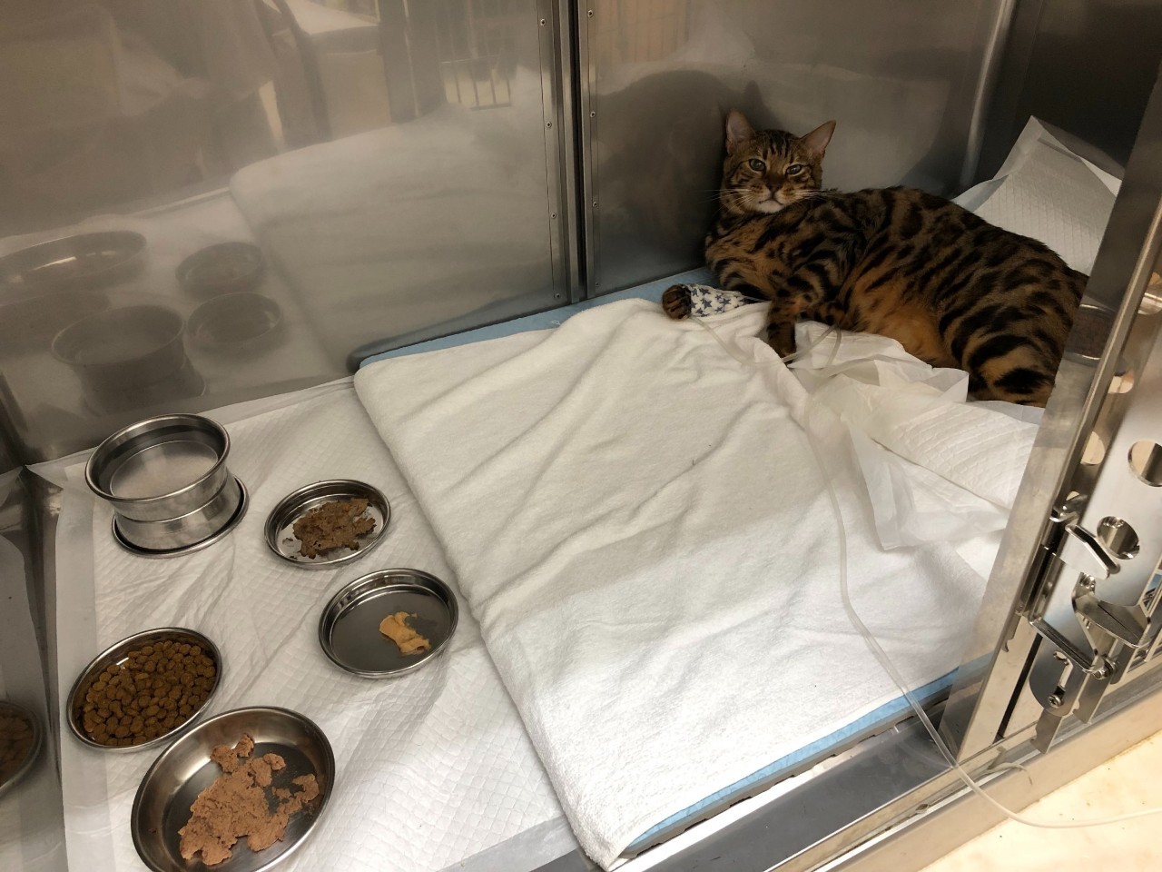 猫 落下 死亡