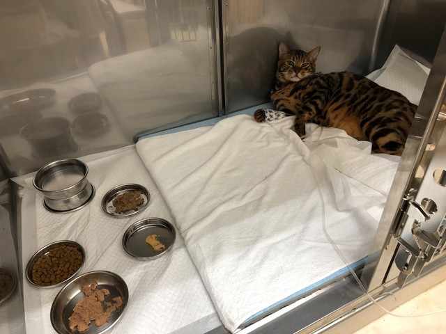 入院中は食欲もなく…