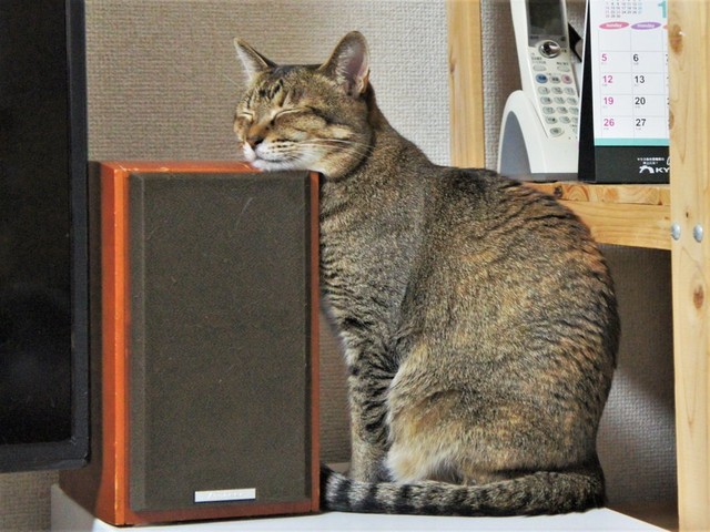 高さがちょうどよかったのでしょうね…（提供：えだももさん）