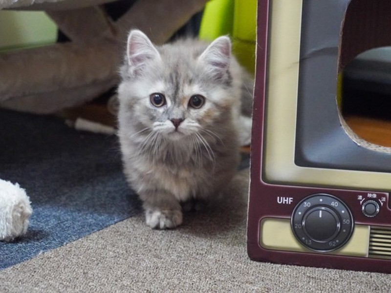 家にきたころの「虎光空（ここあ）」