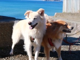 先住犬は新入り犬と仲良くなれる？　多頭飼いになって分かったメリットとデメリット