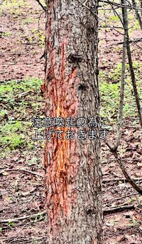近くには熊の鋭い爪痕がつけられた木も…（動画からキャプチャー／提供：投稿者さん）