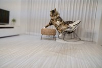 「あれ？うちに、モモンガいたっけ？」という文言とともに4月23日に投稿された画像（画像提供／めるちょさん）