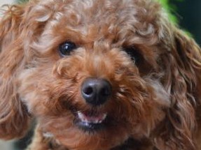 けがした妻を見守ってくれた犬は、かけがえのない家族