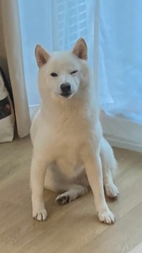 トイレ行くだけなのに、寝てたところわざわざ起き上がってウィンクで送り出してくれる（提供写真）