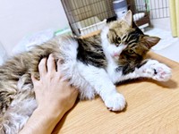 「今日だけだよ」お腹を触らせてくれたけだまちゃん（画像提供：けだまちゃんさん）