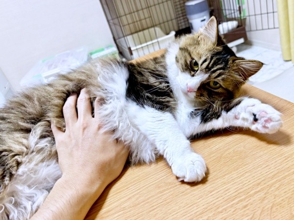 「今日だけだよ」お腹を触らせてくれたけだまちゃん（画像提供：けだまちゃんさん）