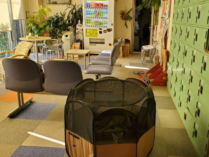 子猫をいれたサークル（営業前に広間で）