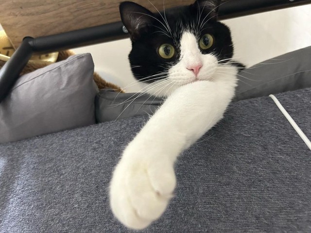 ひょっこり頭上から現れた