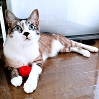 ネットで作ったりんごのおもちゃで遊ぶ柱太郎くん（画像提供：ミキサーさん）