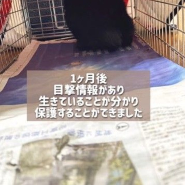 1カ月後に目撃情報があり、生きていることが分かり保護することができた（高村さん提供、Instagramよりキャプチャ撮影）