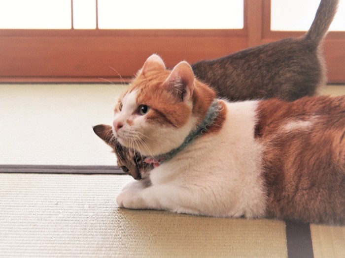 ちゃたおのところにすぐに誰かが甘えに来る