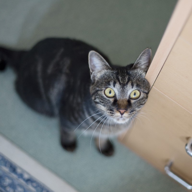 「ねえ、かまぼこないの？」（小林写函撮影）