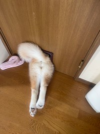 猫ちゃん用のドアに挟まるお茶目なむぎちゃん（提供：TIM.🫀Glithes.さん）