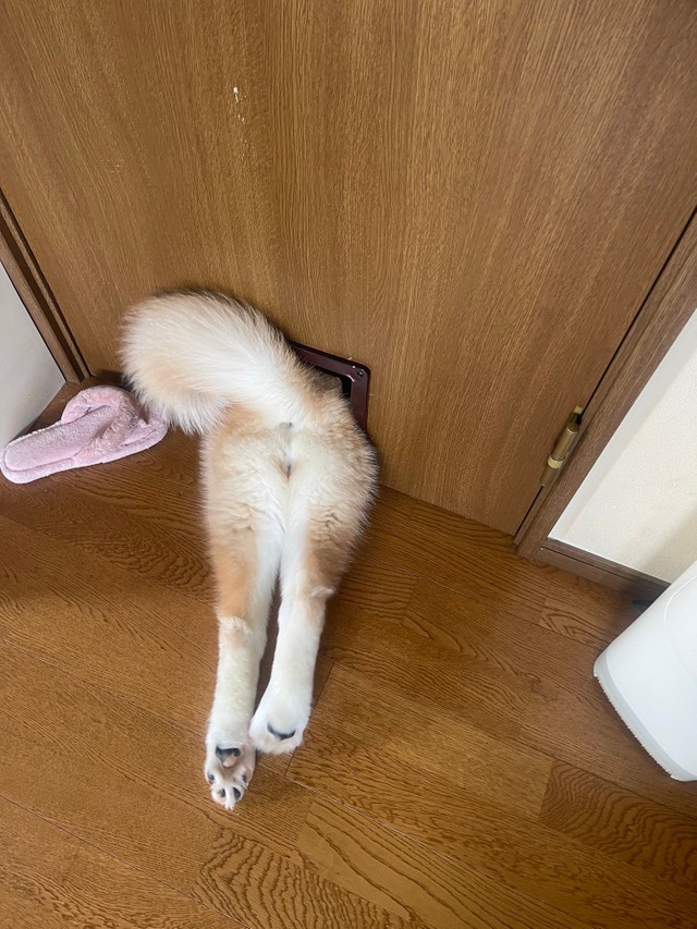 猫ちゃん用のドアに挟まるお茶目なむぎちゃん（提供：TIM.🫀Glithes.さん）