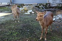 同店の斜め向かいにある鹿せんべい工場の跡地といわれる空き地。ここにいつも居るお馴染みメンバーの鹿達