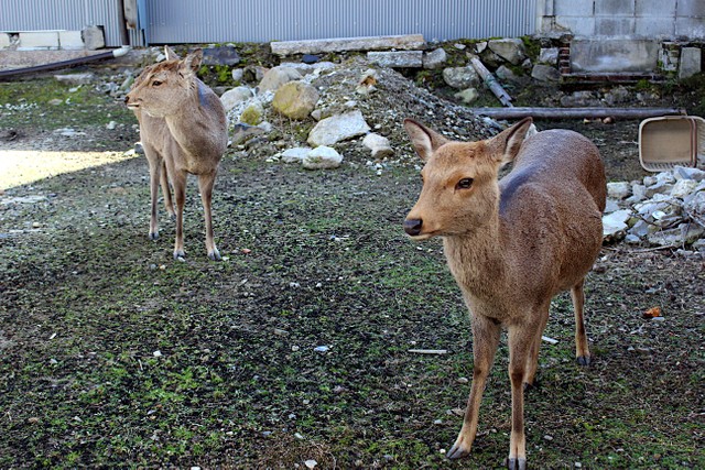 同店の斜め向かいにある鹿せんべい工場の跡地といわれる空き地。ここにいつも居るお馴染みメンバーの鹿達
