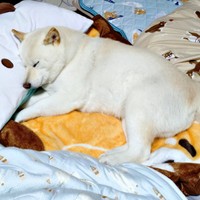 枕をつかってすやすや眠るはるちゃん（画像提供：白柴犬はるさん）